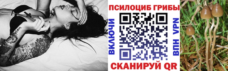 Купить закладки Апрелевка Галлюциногенные грибы Cubensis